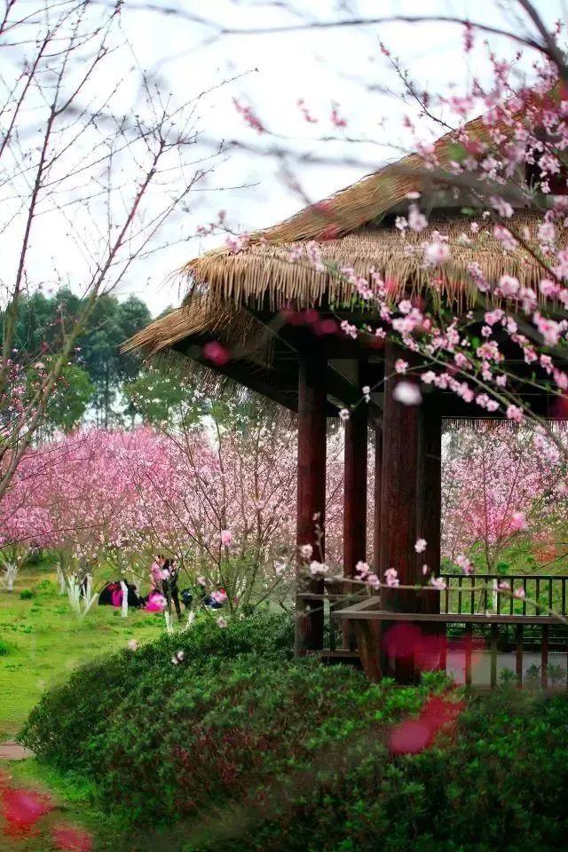 春雨直播app